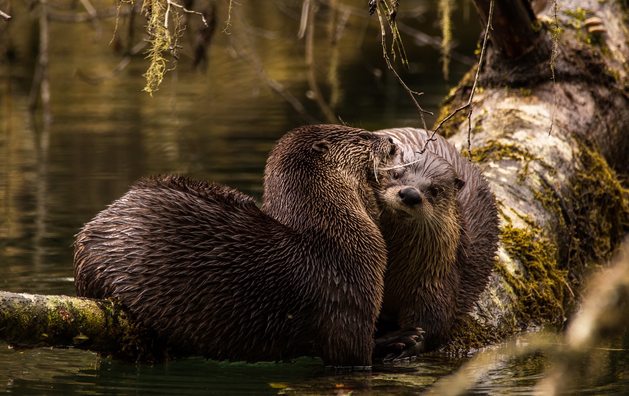 Photo by Pak To Lee Jeremy Two otters sit on a log above the Skagit River