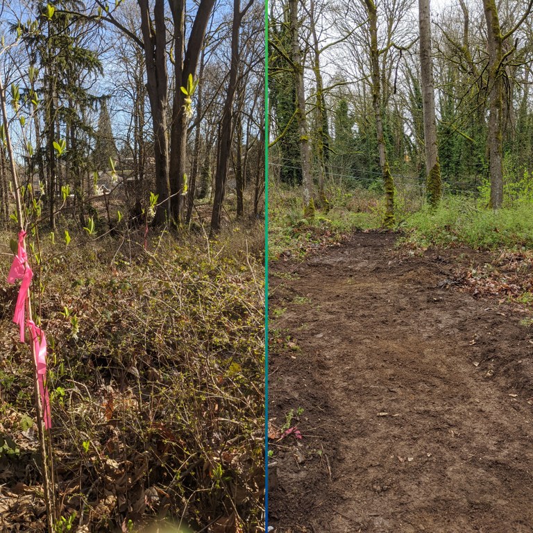 before and after of trail in forest