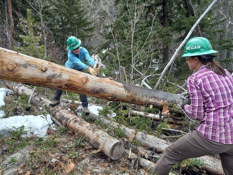 Volunteers sawing a log on the Fish Creek trail.