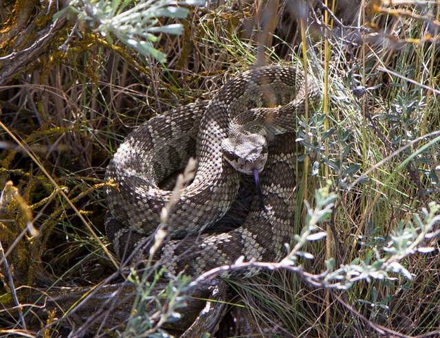 Western Rattlesnake: zoomed in extremely...stay safe! Trip report and photo by alexapolis.