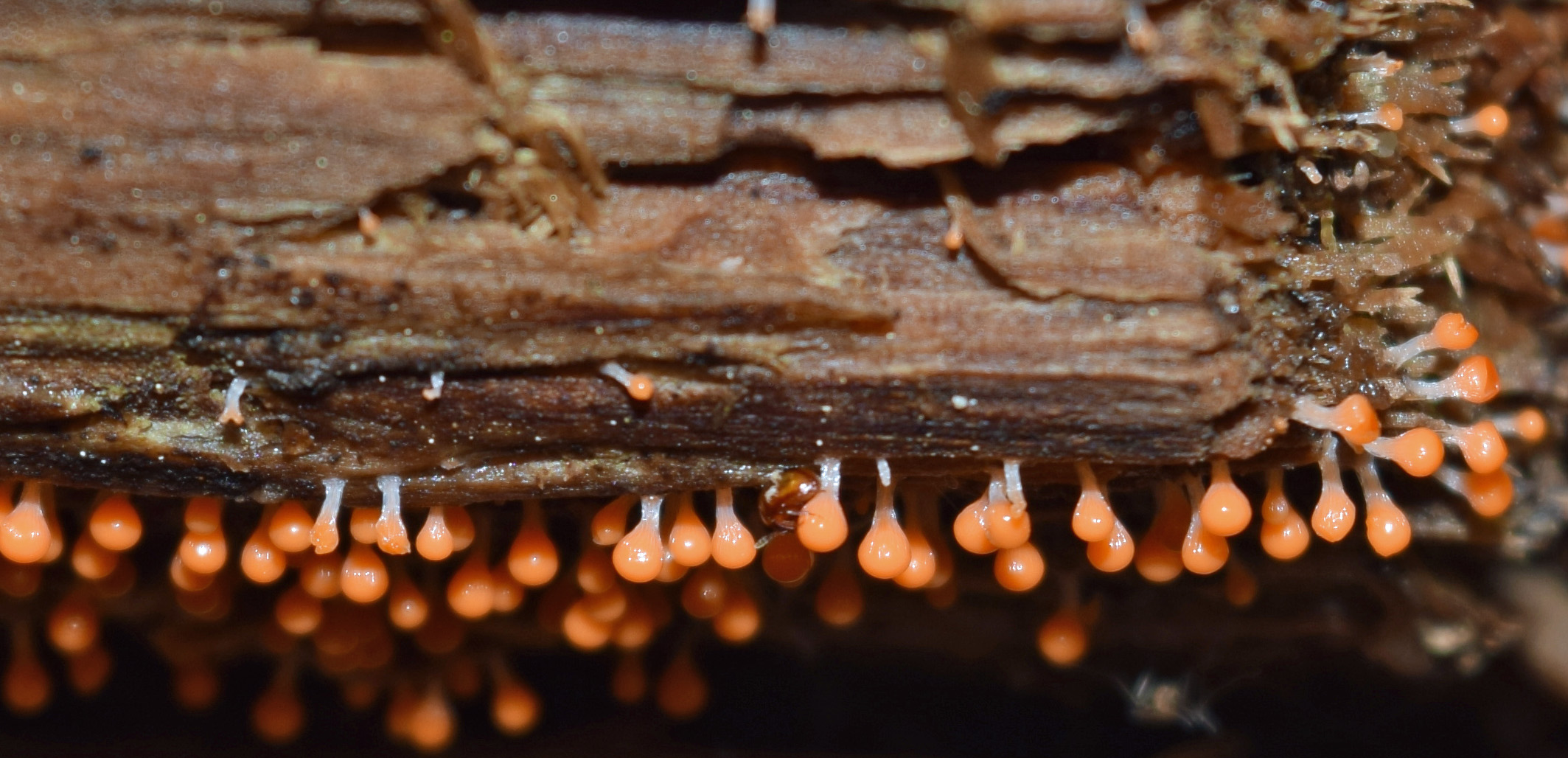 7A PIC WITHIN PIC Orange globes by Jennifer Johnson.jpg
