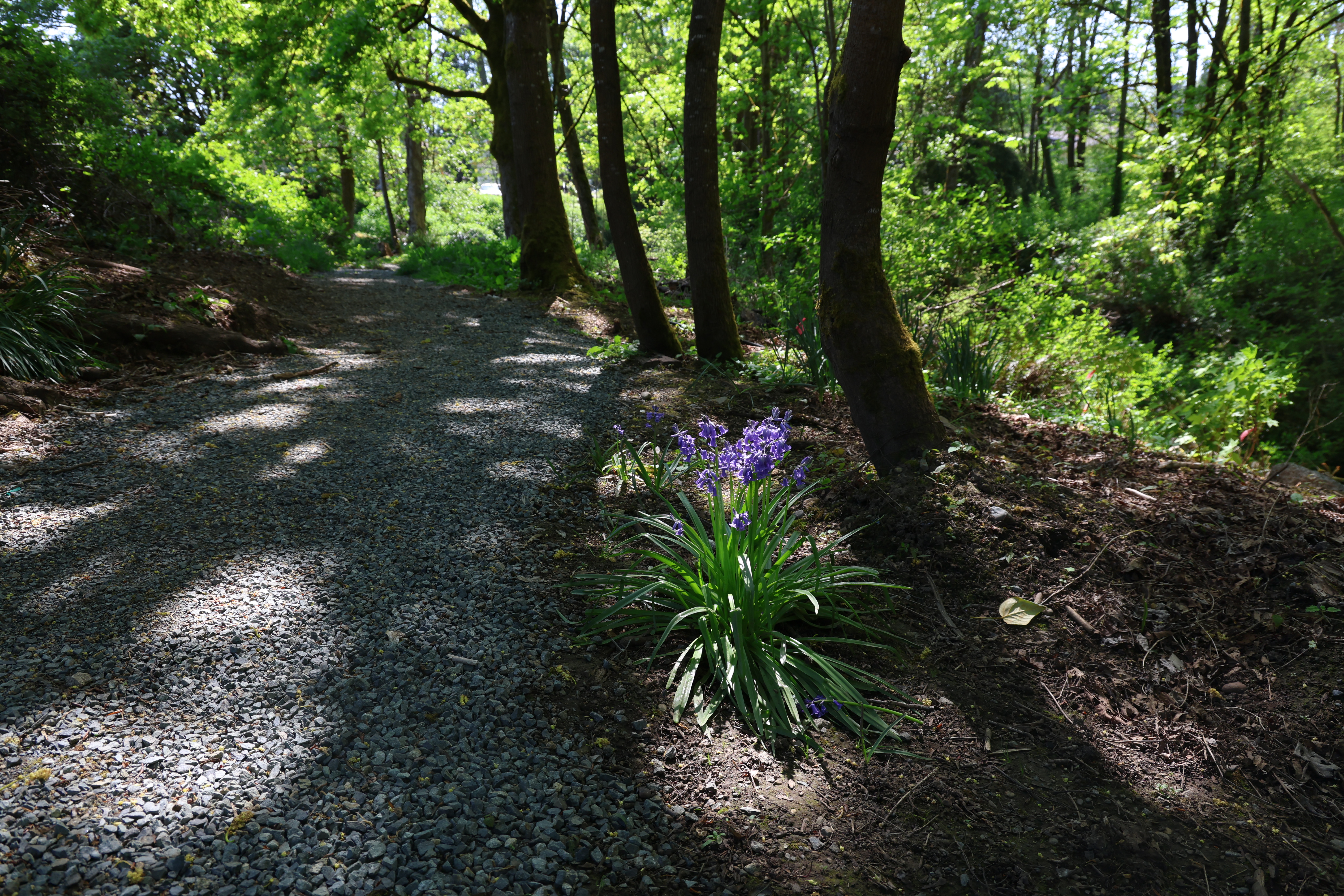 Flower in Glendale Forest A flower blooms next to a trail in a sun-dappled forest