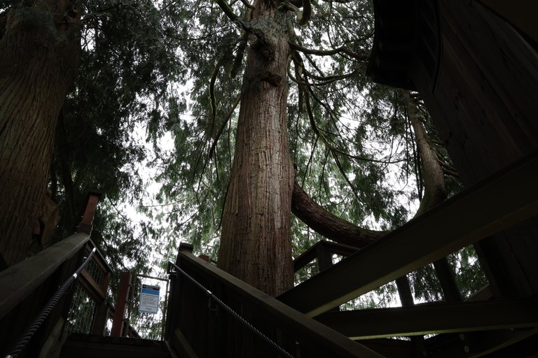 Large cedar treehouse with staircase. Bright sky peeking out in background.