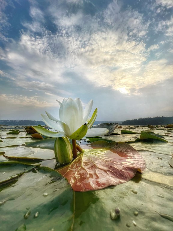A water lily floats near Seward Park, Seattle.