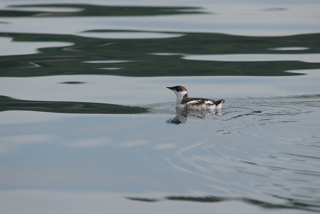 Marbled murrelets are seabirds that can nest as far as 50 miles away from a body of water. Photo by Martin Raphael, U.S. Forest Service.