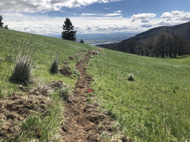 Trail at Columbia Gorge.