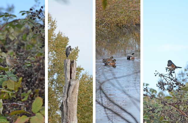The wetlands of Magnuson Park are a thriving wetland habitat for many bird species. Left to right: Lincoln Sparrow, Great Blue Heron, American Wigeon, Spotted Towhee. Photos by Anna Roth. 
