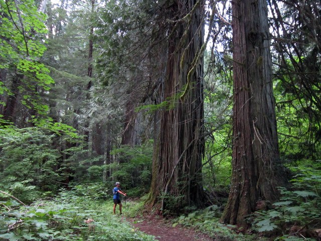 Ben amongst the old growth in the Suiattle Valley. Photo by Luke Distelhorst.