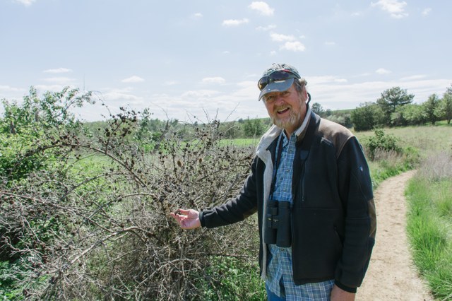 Mike explains the effects of a bee sting on an English Rose bush. Photo by Anna Roth. 