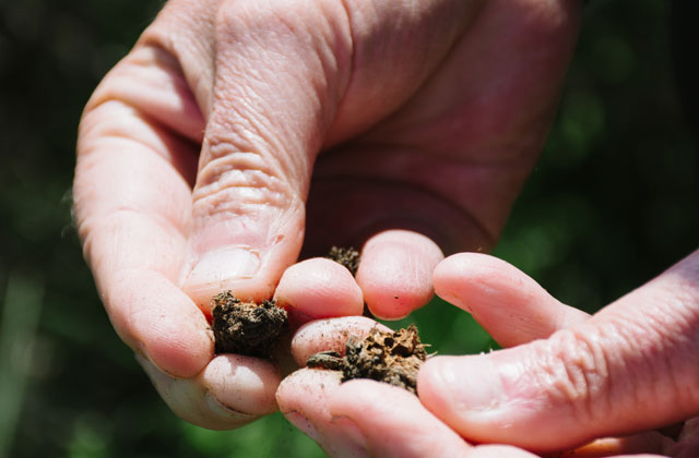 Close examination of our natural world is important to discovering the deeper value. Photo by Anna Roth. 