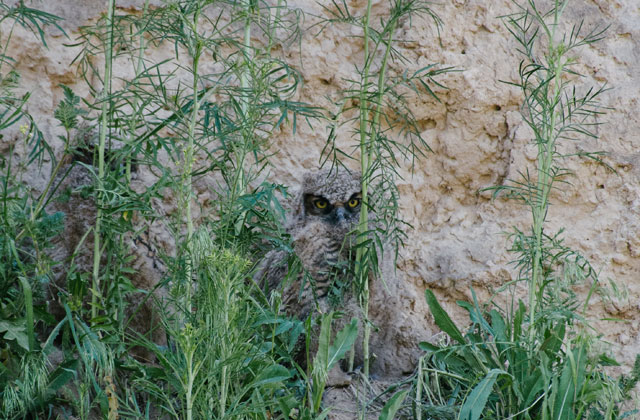Species like these great horned owls rely on ecological balance to thrive in their habitat. Photo by Anna Roth. 