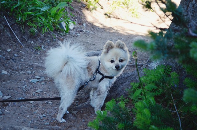 Pipsqueak on trail. Photo courtesy of Laura Baron. 