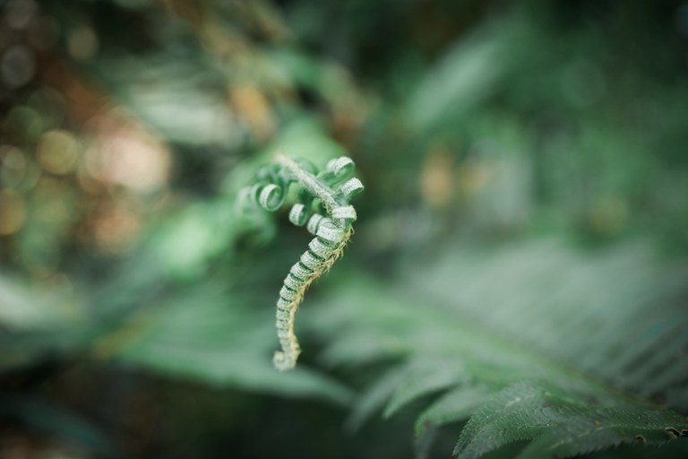 Close up of a fern frond unfurling