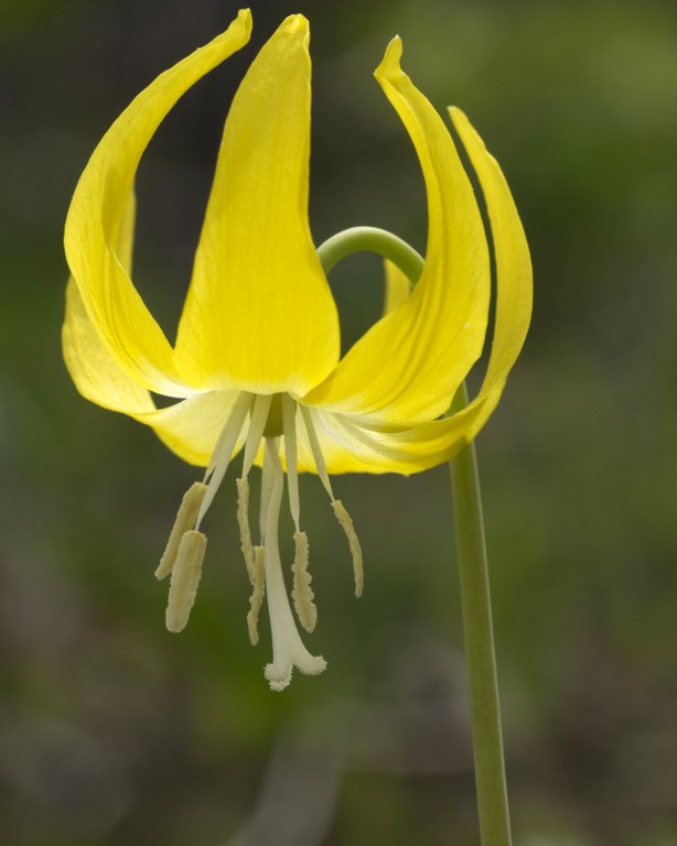avalanche lily _ Dennis Mullen.jpg avalanche lily _ Dennis Mullen.jpg