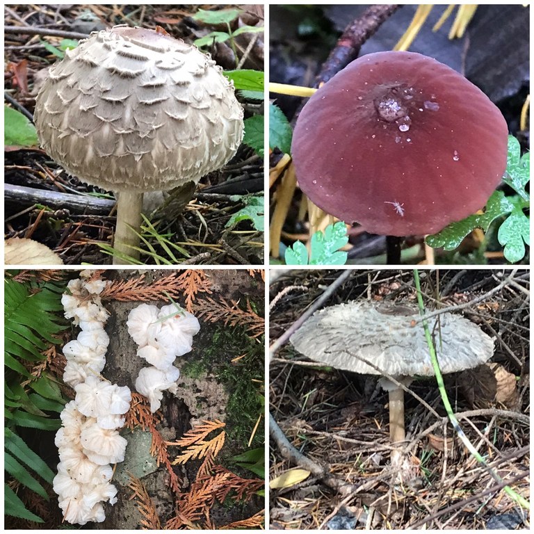 Barnum Point. Photo by hikingwithlittledogs. A photo collage of mushrooms.