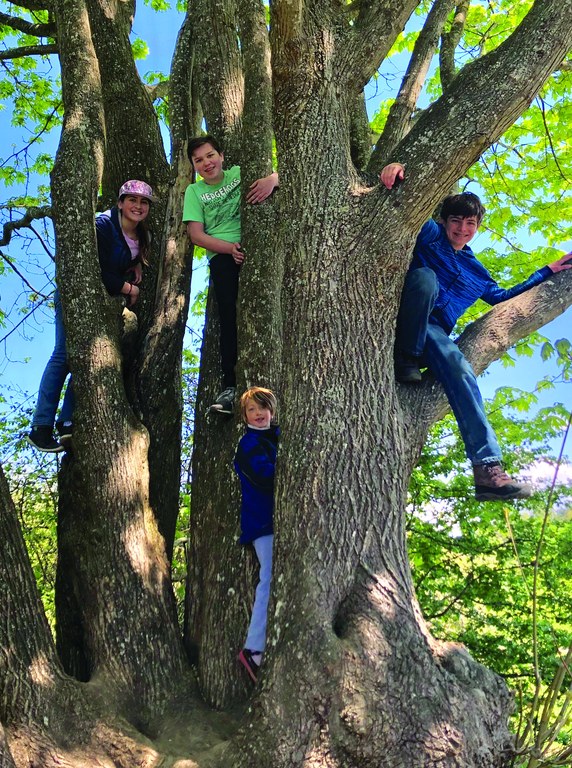Kids pose while climbing a tree at an outing.