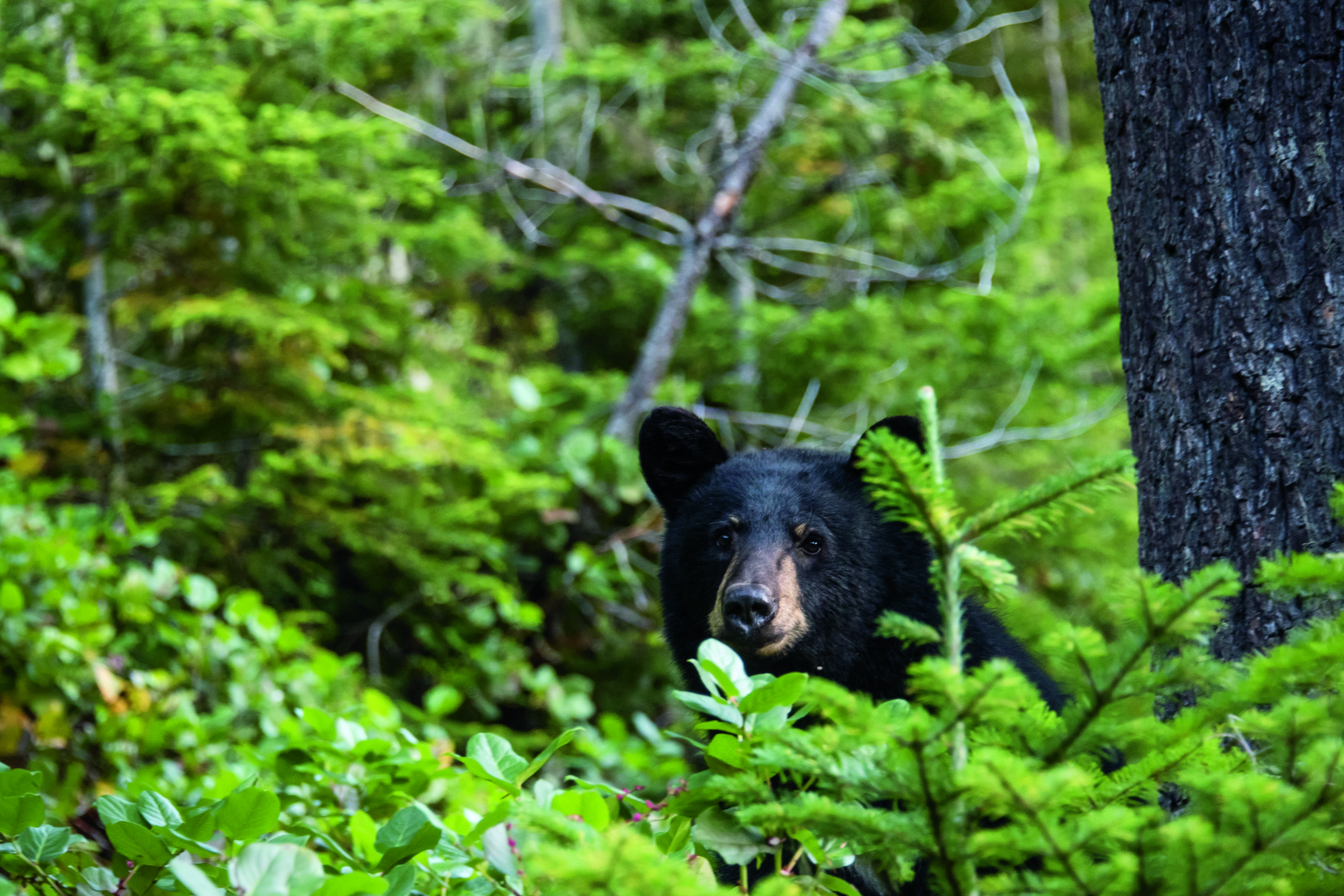 bear_ThomasBancroft.jpg bear_ThomasBancroft.jpg