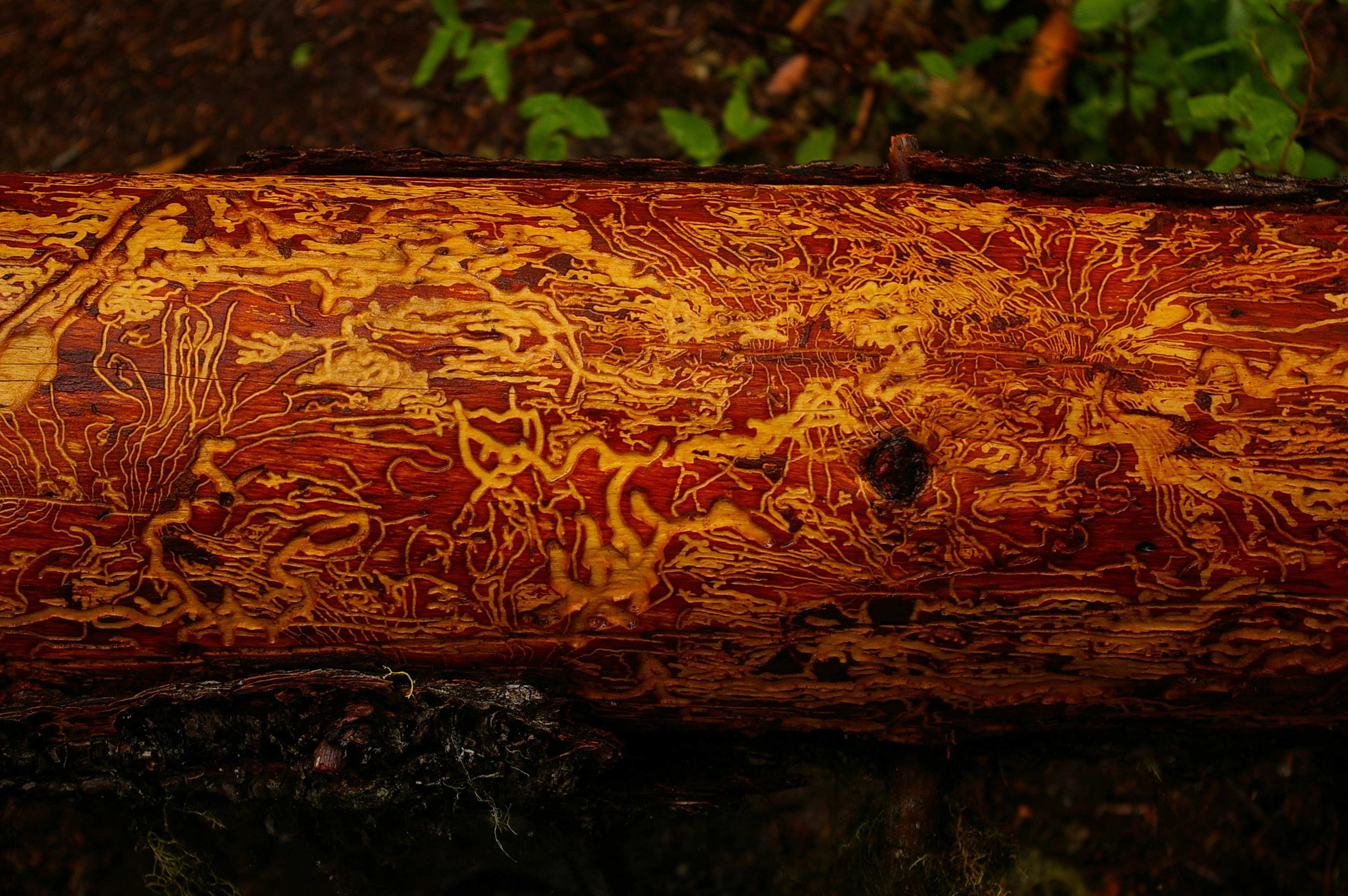 beetle gallery on log_edited-1.jpg