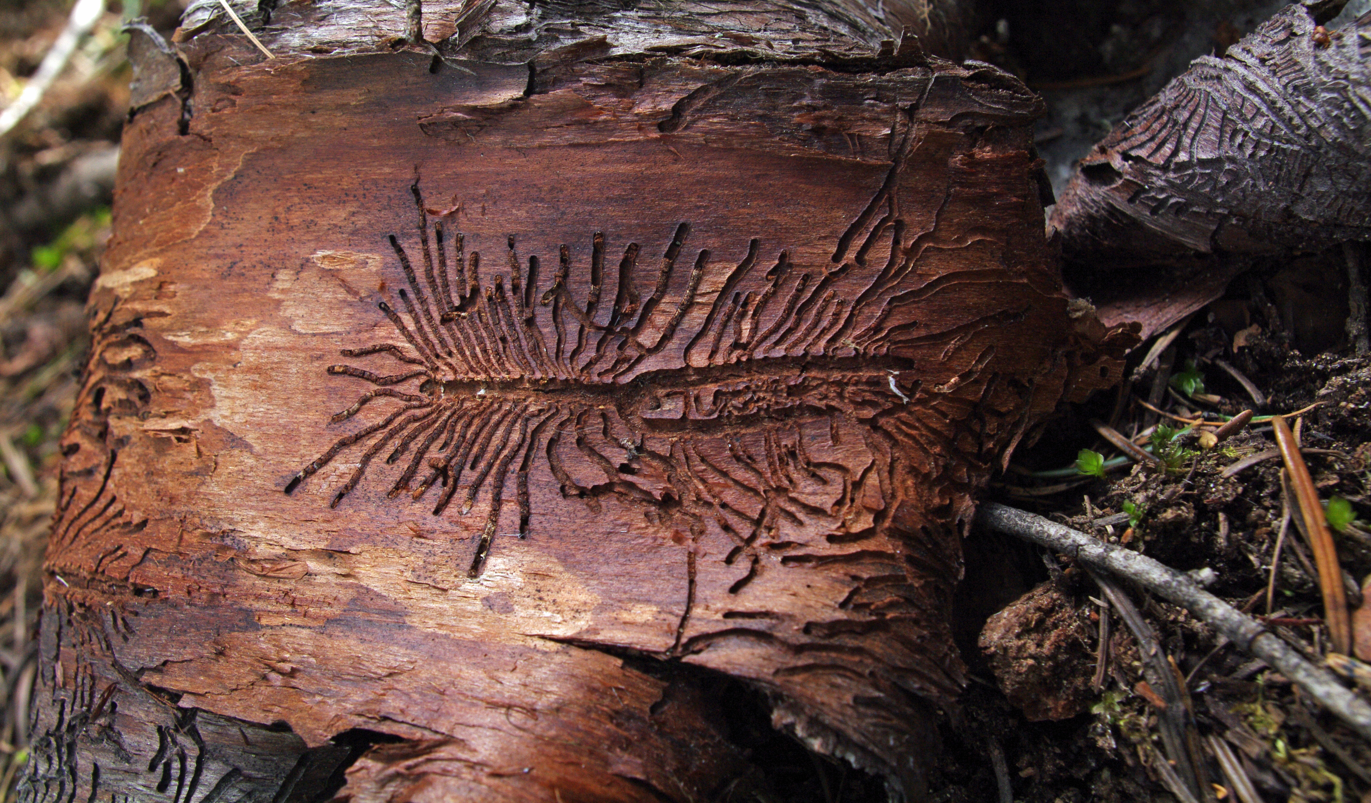 Beetle gallery4_edited-1.jpg