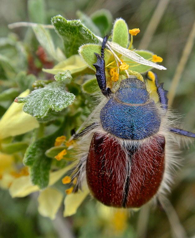 beetle_Kathy Riley.jpg