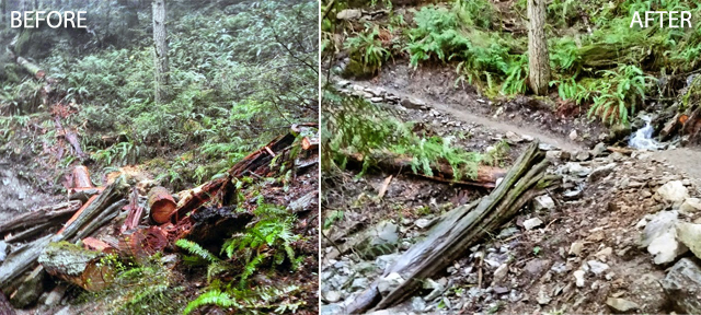 Before (left), logs and debris all but hides the Samish Bay Connector Trail. After winter work parties (right), the way to Oyster dome is clear. Photos by Arlen Bogaards. 