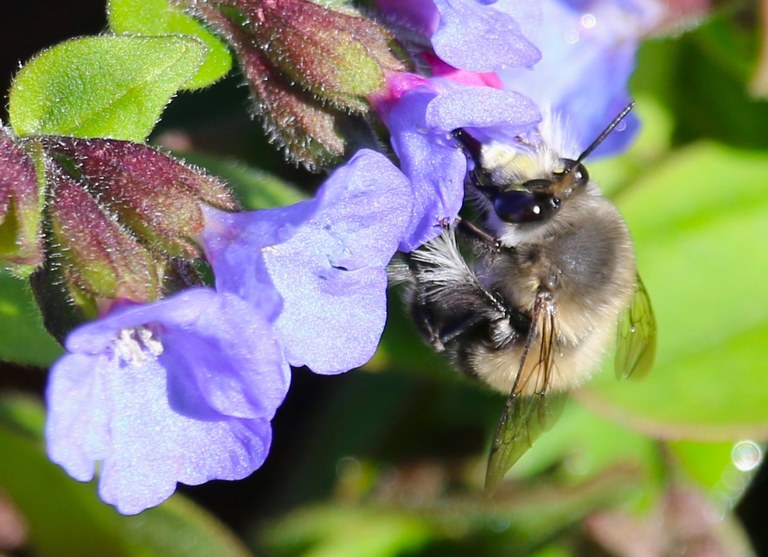 A bee pollinating flowers close-up picture. Photo by trip reporter wafflesnfalafel.