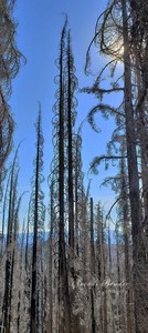 Bench Lake Burned Forest with nameplate' (1).jpg