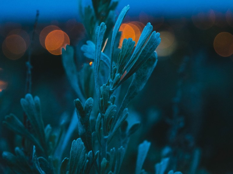Big Sagebrush. Photo by Shelby Koch..jpg
