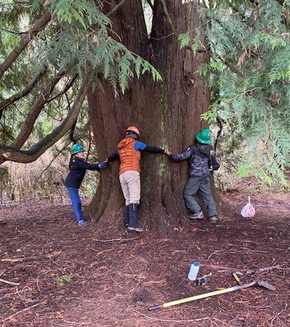 A trail crew rings around a large western cedar. Their hands are linked, spanning the circumference of the large, reddish trunk.