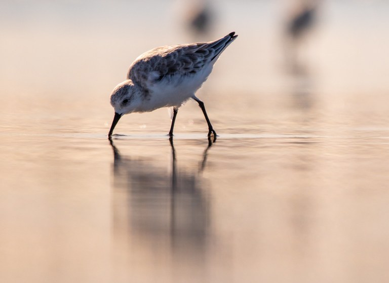 shorebird on a sandy beach.