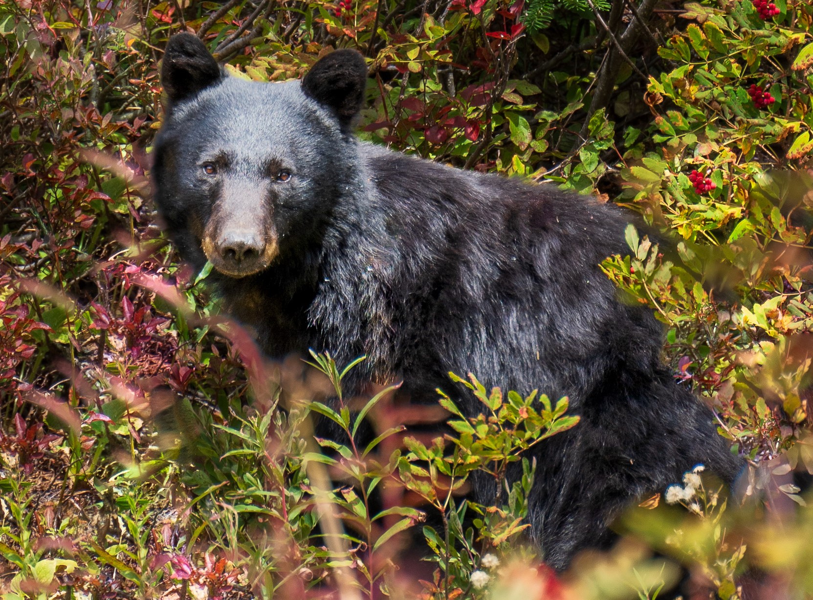 Black bear by Steve Kennedy Juvenile black bear among red and green bushes