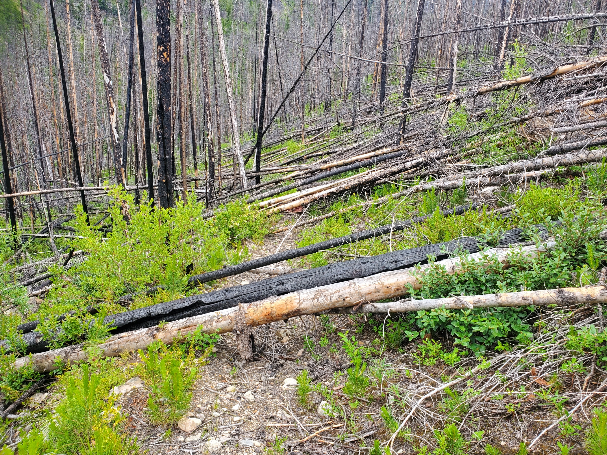 Trails down on trail in the Pasayten Wilderness Trails down on trail in the Pasayten Wilderness