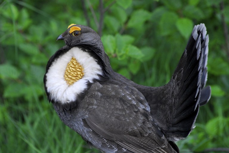 Blue Grouse North Cascades. Photo - Brian Walsh.jpg