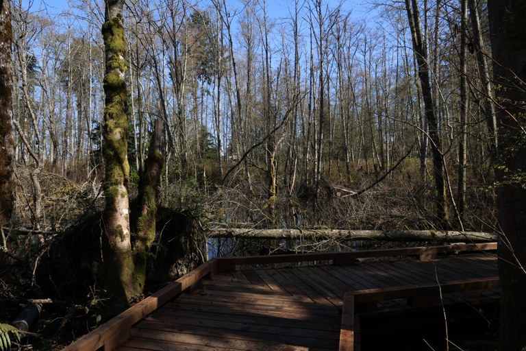 A boardwalk WTA volunteers built along the Loganberry Lane trail. Photo by Victoria Obermeyer.