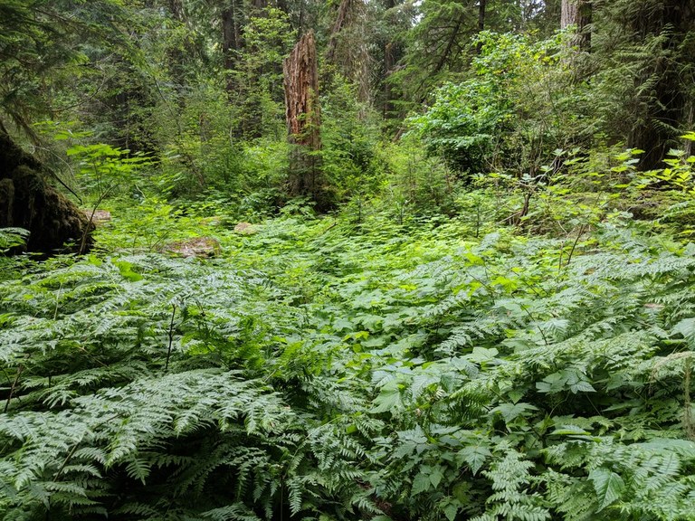 brushy duck_greymstreet.jpeg