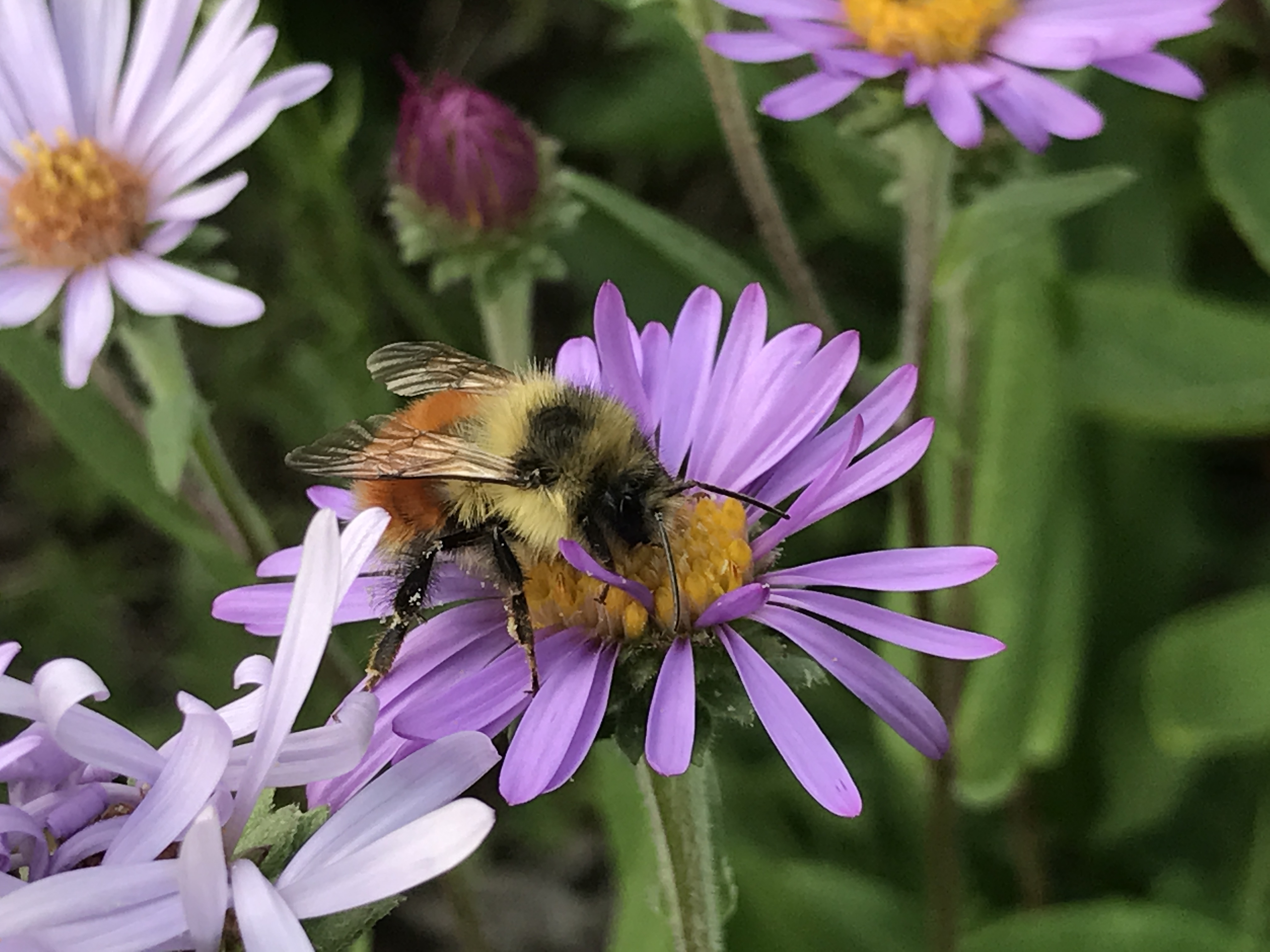 Bumblebee from Mount Baker National Forest Photo by Maria Garcia..jpg