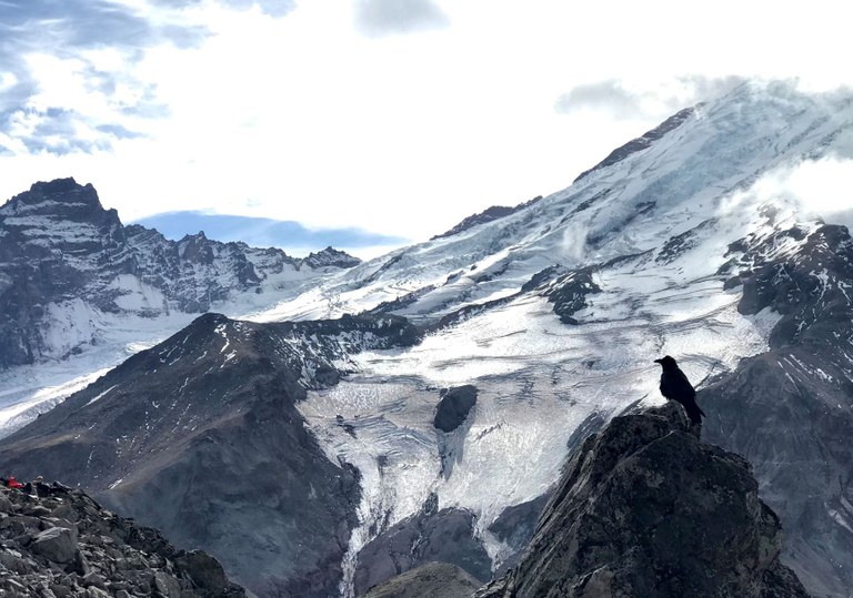 Burroughs Mountain Loop Trail at Sunrise in Mount Rainier National Park. Photo by Rebecca Kelly. A raven sits perched on a rock on the Burroughs Mountain Loop Trail at Sunrise in Mount Rainier National Park with a snowy Mount Rainier in the background. Photo by Rebecca Kelly.