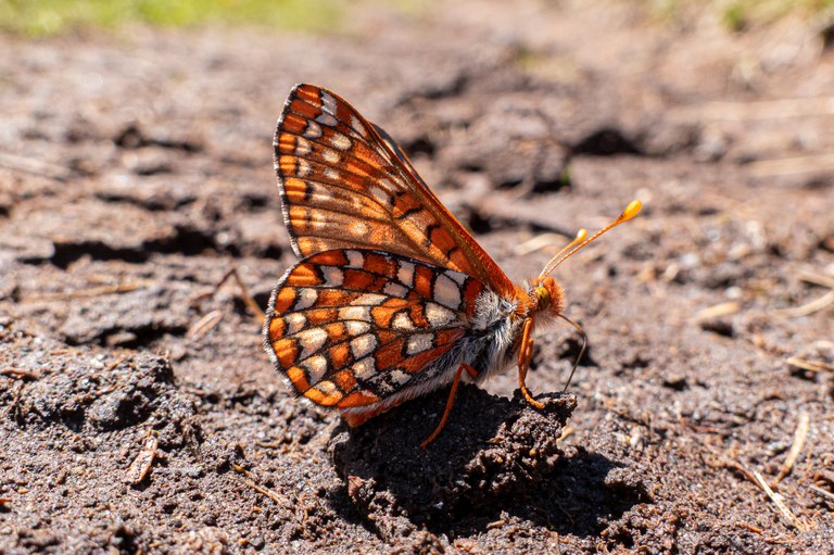 Close up photo of a colorful orange and brown butterfly on the ground.