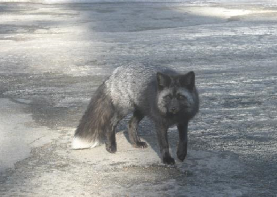 Cascade red fox with silvery-black fur and white-tipped tail. Photo by M. Reid