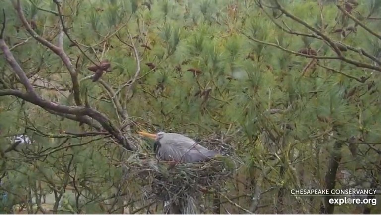 Chesapeake Blue Herons