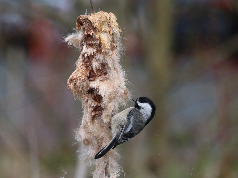chickadee low res wafflesnfalafel.jpeg