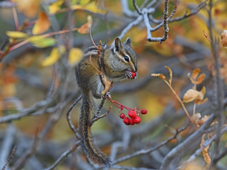 A chipmunk nibbles a small, bright red berry in a tree that is clear of leaves due to winter. 