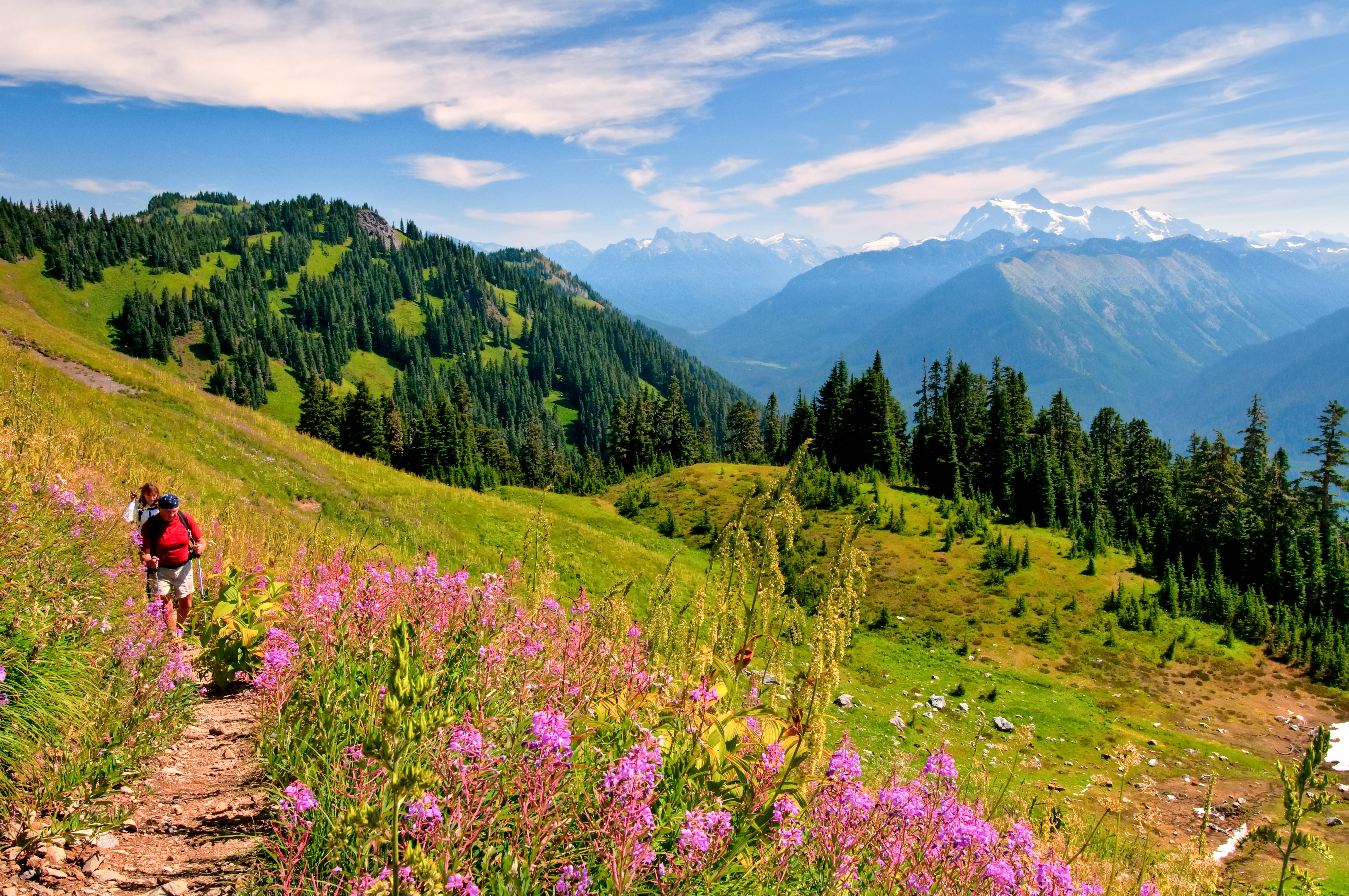 Hikers walk on a trail surrounded by wildflowers, evergreen trees and snow-capped mountains