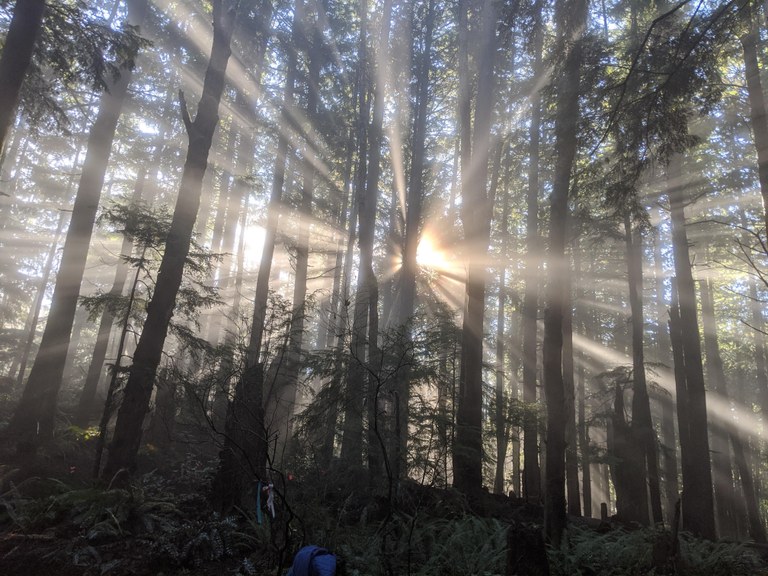 A dark forest with the silhouettes of trees highlighted by a bright burst of sun. 