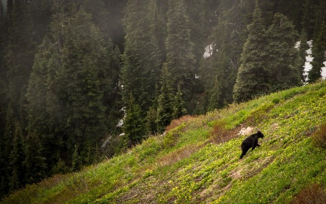 Black bear on the slopes of Sourdough Mountain. Trip report and photo by nmdanielson. 