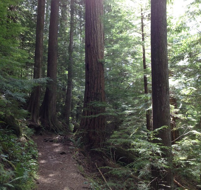 Hiking through old growth forest on the Lena Lake trail. Photo by Waverly Woodley.