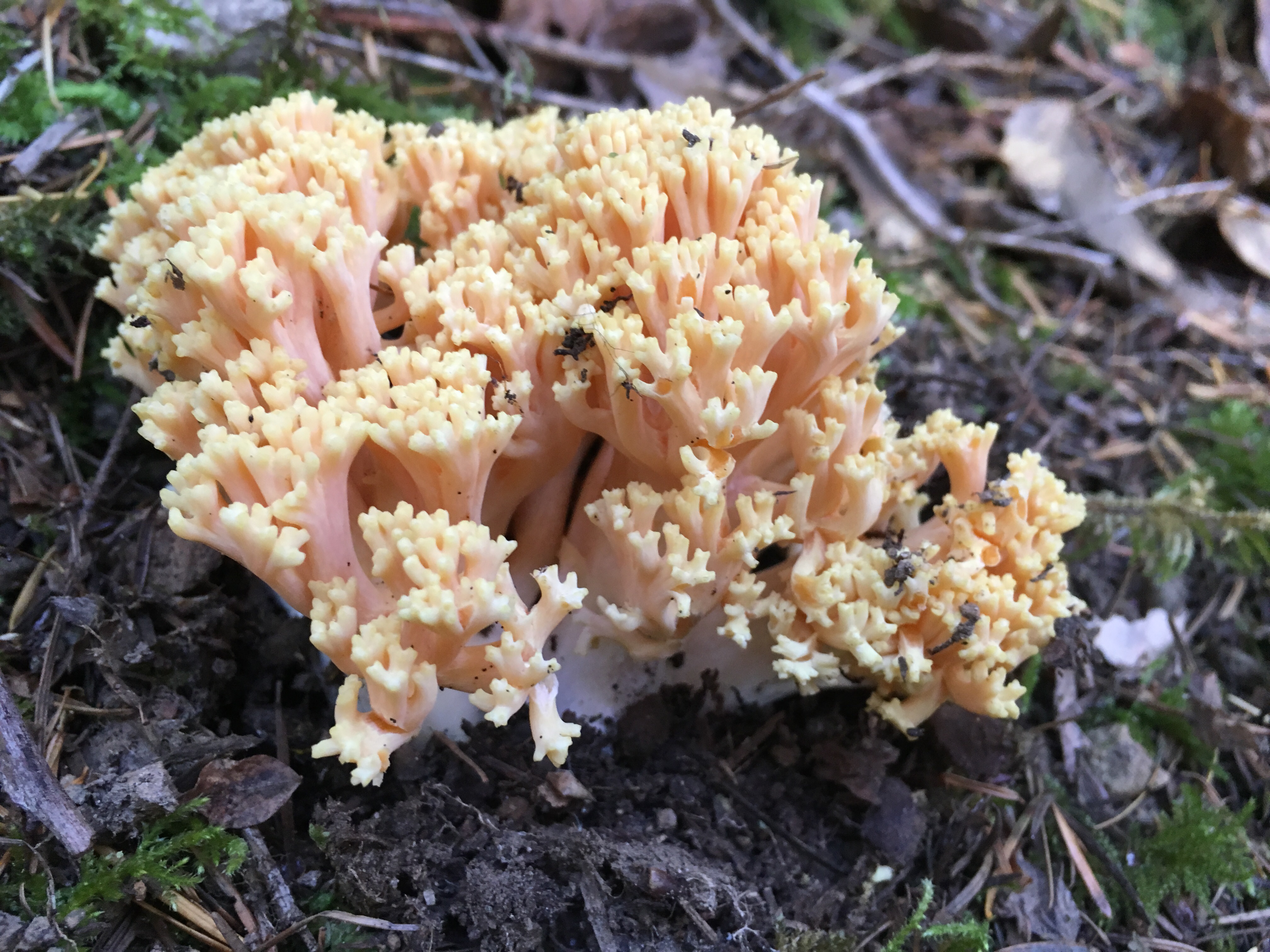 Coral Mushroom Margaret's Way Photo by clopez.JPG