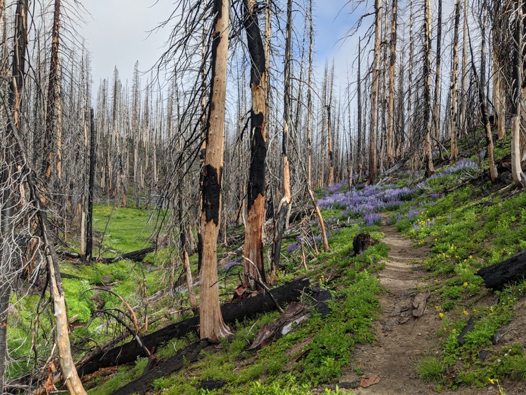 A trail winds through trees burnt in an old fire and blooming lupine. 