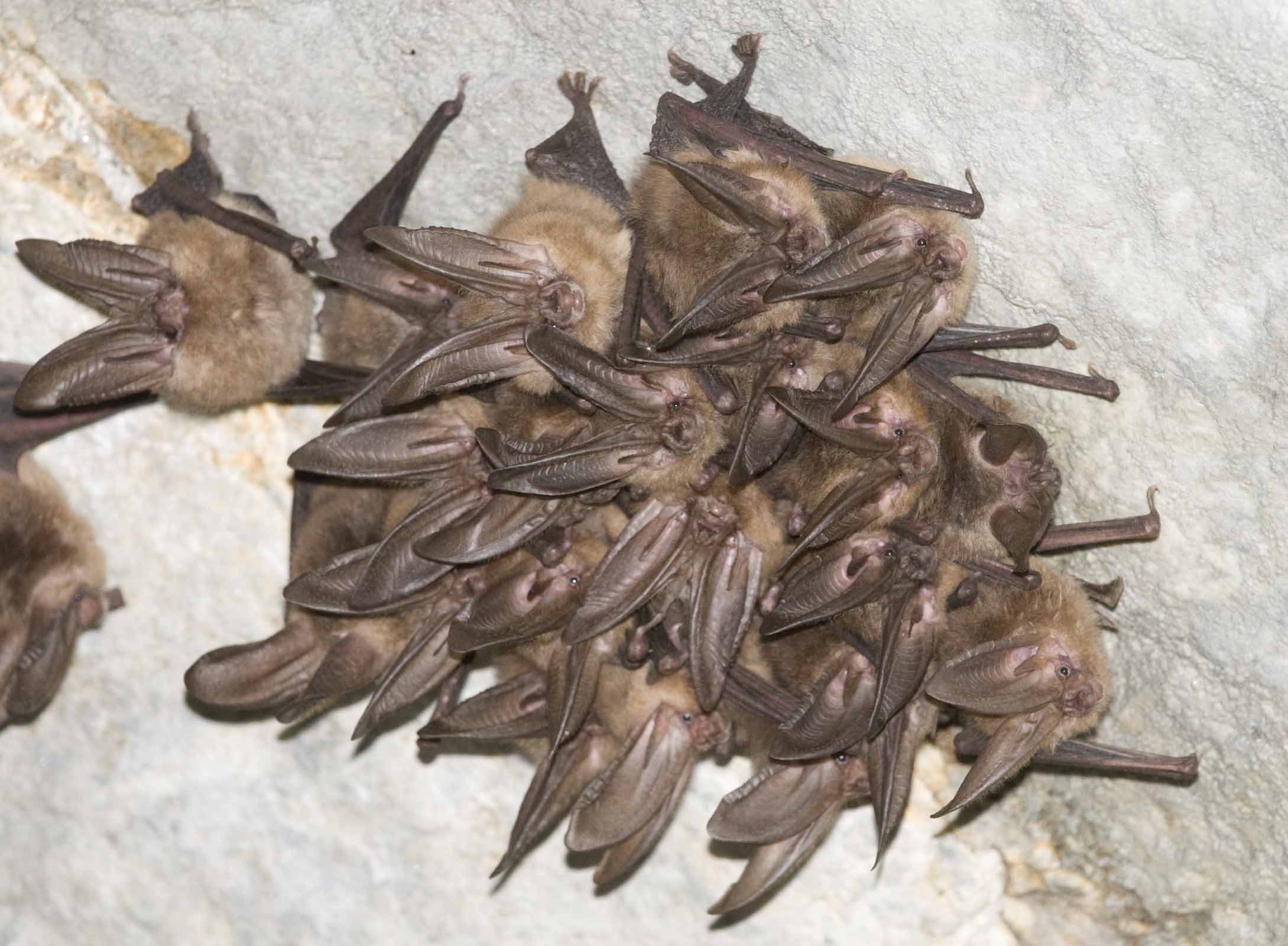 Reporting sightings, like this bat colony of Townsend’s big-eared bats, helps biologists track population trends and health. Photo by Bob Davies