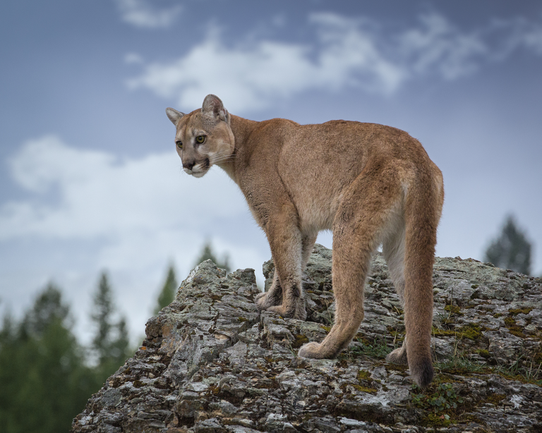 Cougar atop a rock.
